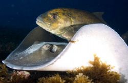 Jack (Carangoides bartholomaei) following stingray (Dasya... by João Paulo Krajewski 